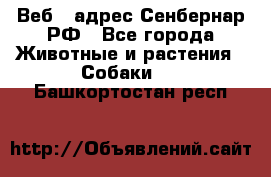 Веб – адрес Сенбернар.РФ - Все города Животные и растения » Собаки   . Башкортостан респ.